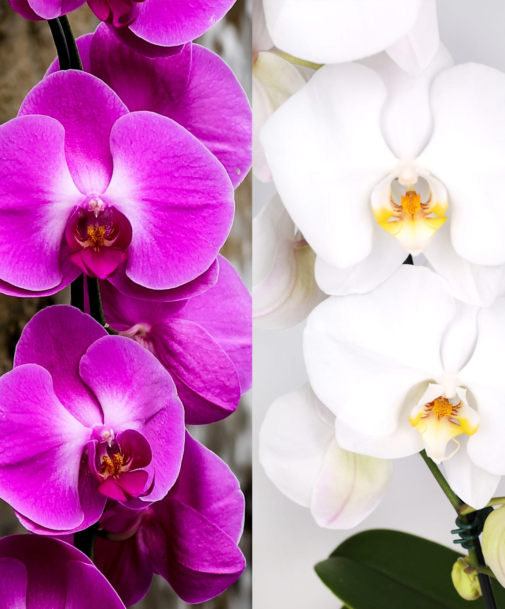 Elegant pink and white orchids displayed side by side, showcasing exotic beauty and charm.