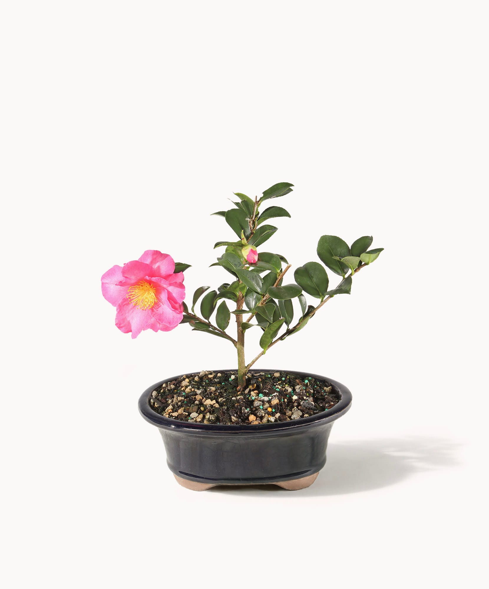 A beautiful pink camellia plant in a black pot, showcasing vibrant blooms and lush green leaves.